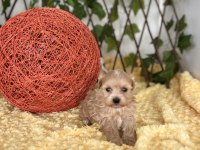 Sevimli Dost Canlısı Maltipoo Yavrular