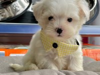 2 aylık maltese terrier yavruları