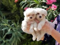 MALTESE TERRİER YAVRU
