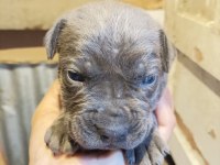 Yavru cane corso