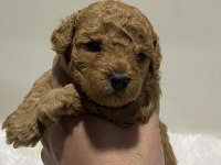 Tarçın renk ırk garantili dişi erkek poodle yavrular