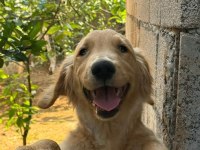 Golden retriever köpeğimiz