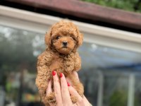 KORE RED TOY POODLE