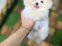 Tecup pomeranian boo yavrular