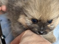 POMERANİAN TEDDY BEAR MİNİ TEACUP DİŞİ