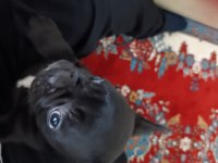 Çok sevimli bir köpektir
