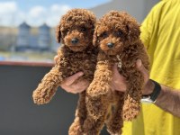 Ankaranın en kaliteli toy poodle yavruları