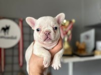 LİLAC TAN PLATİNİUM DİŞİ YAVRU FRENCH BULLDOG