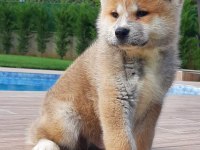 JAPON AKİTA INU YAVRULARİ İSTANBUL 