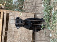 3.5 aylık safkan cane corso a kalite