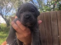 Kaliteli cane corso yavrular rezervede