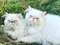 İran Persian yavrular