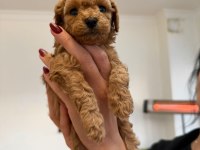 Minicik yavru toy poodle köpekler