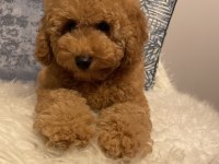 Poodle aşılı garantili yavru