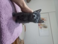 Çok uygun çok sağlıklı british shorthair