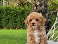Akıllı Ve Tüy Dökmeyen Karakteriyle Maltipoo Yavrusu