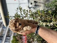 Orjinal Sağlıklı Standart Poodle