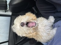 Yavru maltipoo poodle