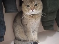 Golden Black Tabby British Shorthair