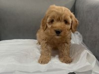 ÖMÜRLÜK DOSTUNUZ MALTİPOO