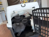 SCOTTISH FOLD VE BRITISH SHORTHAIR YAVRULARI ANKARA