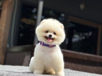 Sağlık Ve Irk Garantili Pomeranian Köpeği