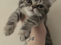 British Shorthair Yavrular