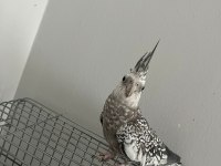 ELE KOLA ALIŞIK DAMARLI SULTAN PAPAĞANLAR