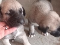 Aslan gibi kangal yavruları