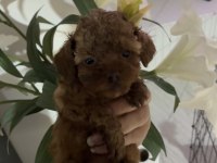 Orjinal Saf Kan Red Brown Poodle Türünün En İyi Kalitesi