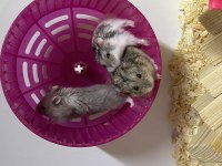 Özel tür hamster isteyene