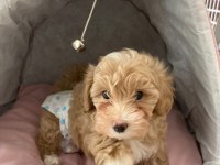 Toy poodle 2 aylık
