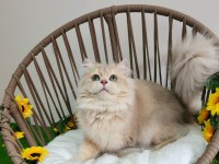 SHOW KALİTE SAFKAN BRITISH LONGHAIR LİLAC GOLDEN YAVRULAR