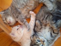 British longhair yavru