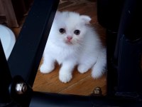 2 buçuk aylık tosun scottish fold oğluşlar