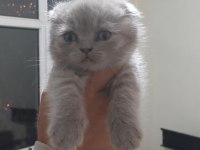 Sağlık ve Irk Garantili Scottish Fold Yavrularımız