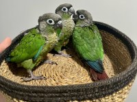 El Besleme Yeme Düşmek Üzere Greencheek Konur