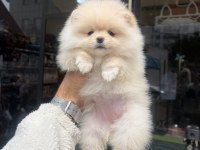 Ukrayna doğumlu pomeranian yavrular