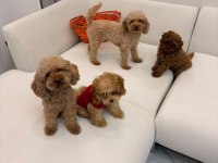 Safkan Toy Poodle