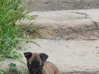 Malinois orjinal