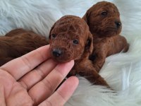Mersin lokumu bu köpekler