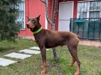 2 yaşında kızıl doberman temel itaat eğitimi mevcuttur