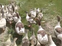 Toplu Satılık 37 Tane Kaz