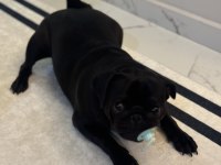 9 Aylık Dişi Pug Yavrumuz