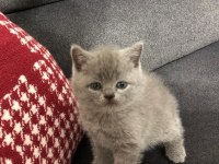 11 Mart doğumlu scottish fold yeni ailelerimizi arıyoruz