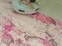 Yavru pug köpeği dişi 2 aylık