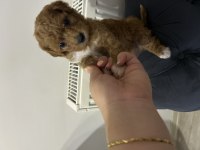 toy poodle ev ortamından