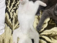 2 aylık british shorthair serik
