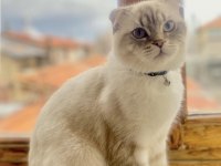 Scottish fold 1 yaşında