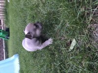 French bulldog yavrumuz yeni ailesini arıyor